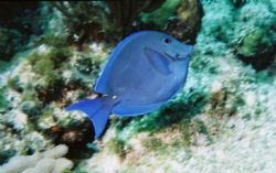 Blue Tang with MMIIPro and EX60 strobe and 200asa film by Steven Daniel 